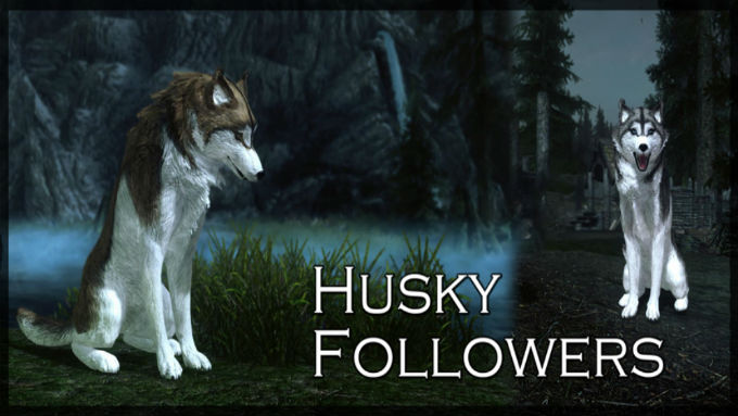 Хаски компаньон / Husky Followers