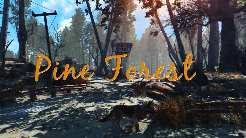 Сосновые леса / Pine Forest