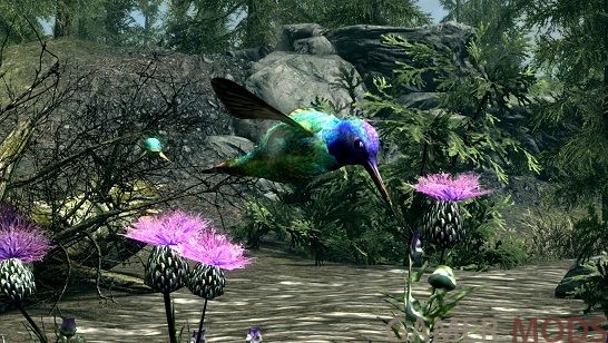 Колибри | Hummingbirds - Mihail Monsters and Animals