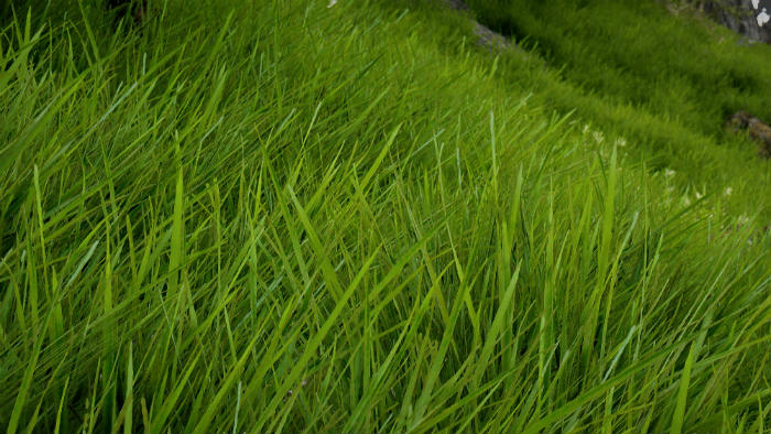 Зеленая и пышная трава / Green Grass