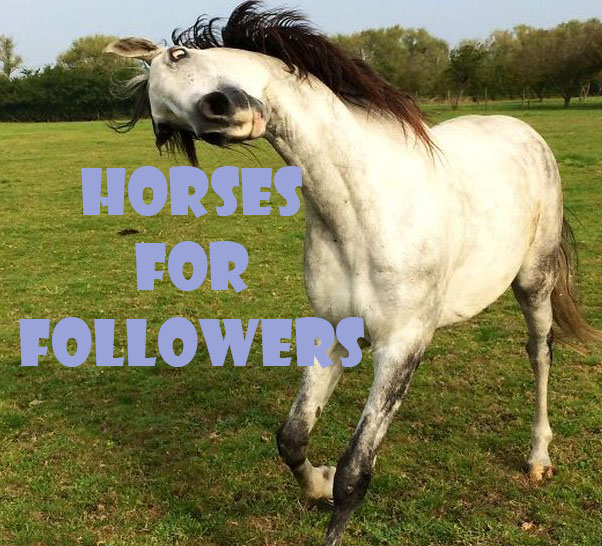 Лошади для компаньонов / Horses for Followers