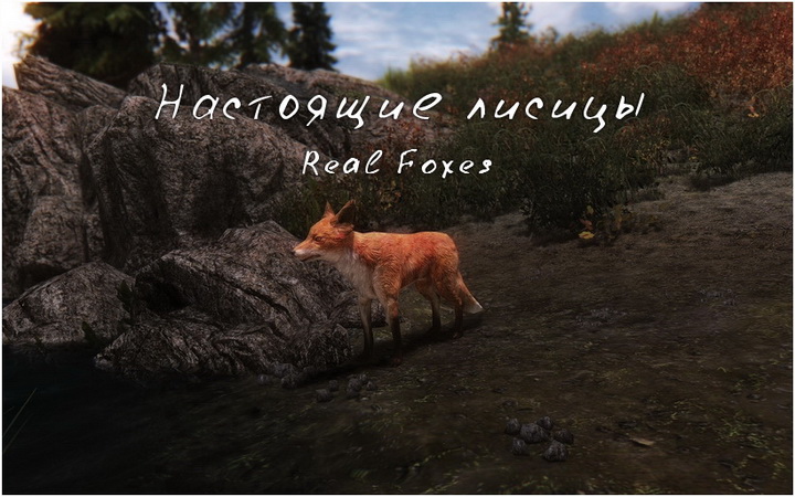 Настоящие лисицы / Real Foxes