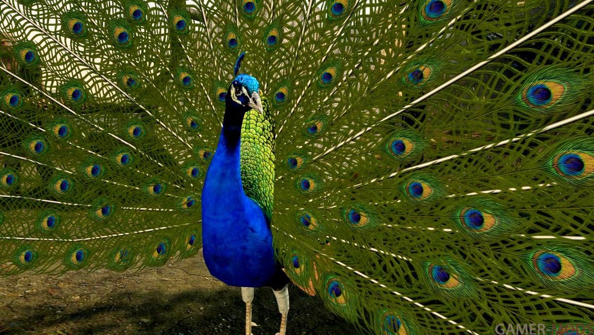 Павлины (SE-АЕ) | Peacocks