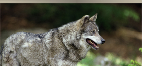 Нормальные волки, рыбы-убийцы и крабы | Normal wolves, killer fish and crabs