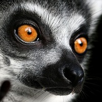 Аватар lemur75