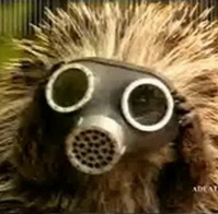 Аватар Hedgehog_in_the_gas_mask