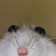 Аватар DESPEREAUX